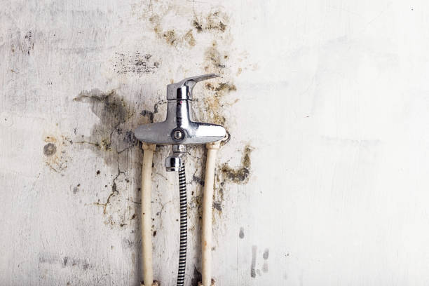 Best Preventive Mold Services in Munroe Falls, OH
