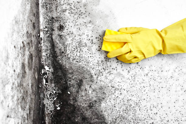 Best Bathroom Mold Remediation in Munroe Falls, OH