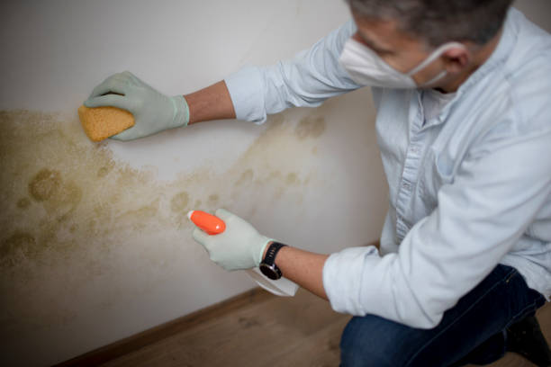 Professional Mold Remediation in Munroe Falls, OH