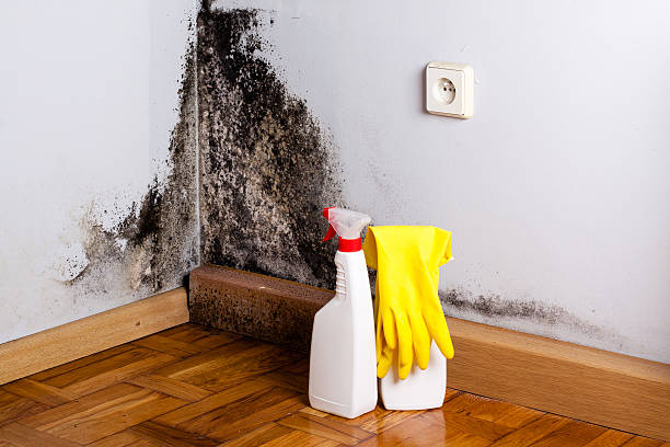 Best Crawl Space Mold Remediation in Munroe Falls, OH