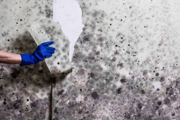 Best DIY Mold Remediation Support Services in Munroe Falls, OH