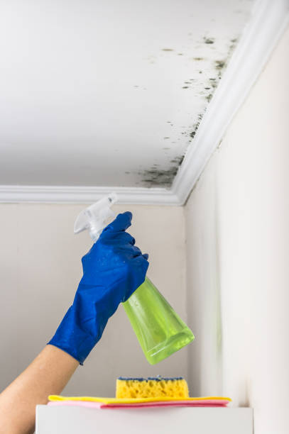 Best Black Mold Remediation in Munroe Falls, OH