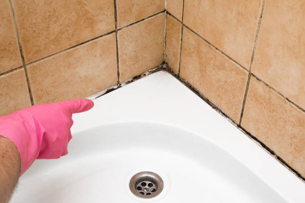 Best HVAC Mold Remediation in Munroe Falls, OH