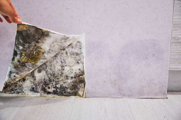 Best Attic Mold Remediation in Munroe Falls, OH
